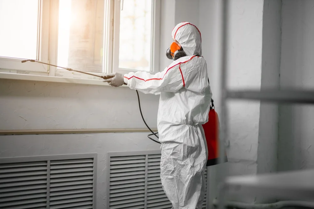 Professional mold remediation services in Cal Nev Ari, NV